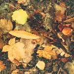 leaves 